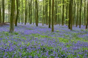 Bluebells in Wepham Woods photo