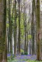 View of the Bluebells emerging in Wepham Wood photo