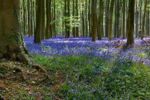 Bluebells in Wepham Woods photo