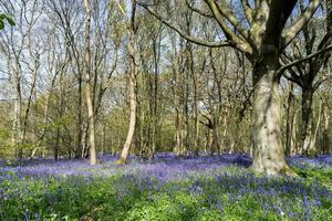 Sussex Bluebells in springtime photo