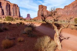 Dead Tree in Monument Valley Utah photo