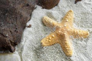 Jungle Starfish and some driftwood on soft sand photo