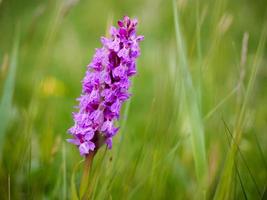 Floración de orquídeas del pantano del sur en la campiña inglesa foto