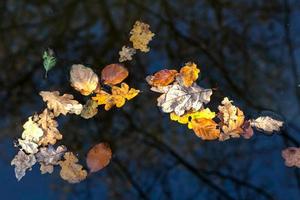 Autumn Leaves floating in a pond in the Ashdown Forest photo