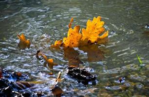 Fallen Oak leaves in a pond in illuminated by the autumn sunshine photo