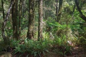 Temperate rain forest in New Zealand photo