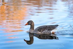 Greylag Goose swimming in the lake at Riverside Garden Park photo