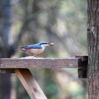 trepatroncos buscando semillas en una mesa de pájaros de madera foto