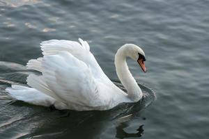 cisne en el lago mayor foto