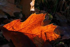 Sycamore leaf decaying in the autumn sunshine photo