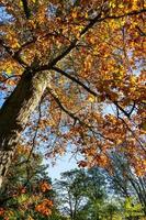 Sunlit Oak tree in Sussex on an autumn day photo
