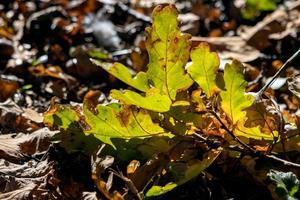 Fallen Oak leaves on the ground in autumn photo