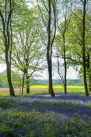 Bluebells in Wepham Wood photo