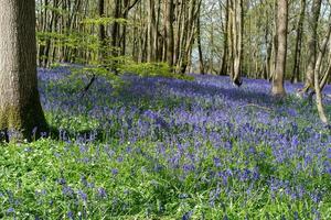 Bluebells brightening up the Sussex landscape photo