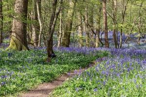 Sussex Bluebells in springtime photo