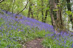A swathe of Bluebells in woods near Coombe in Cornwall photo