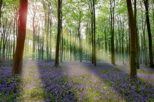 Bluebells in Wepham Woods photo