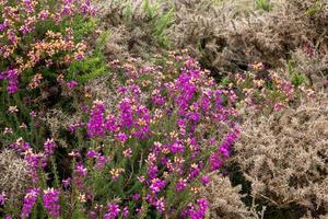 View of Heather flowering by the Devon coastline near Combe Martin photo