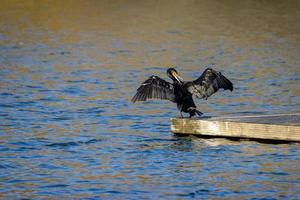 Cormorant with open wings at Cripplegate Lake photo