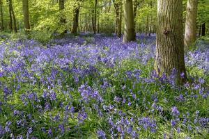 Bluebells in Staffhurst Woods near Oxted Surrey photo