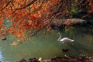 Swan gliding along the Lake in Parco di Monza photo