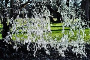 Icicle Tree in East Grinstead photo