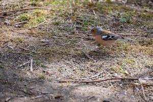 Chaffinch on the ground looking for food photo