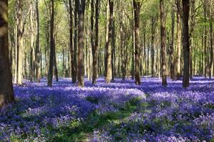 Bluebells in Wepham Woods photo