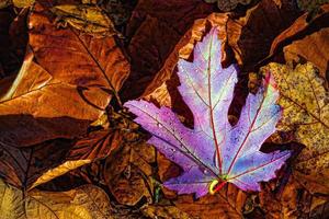 Colourful Autumn leaves photo