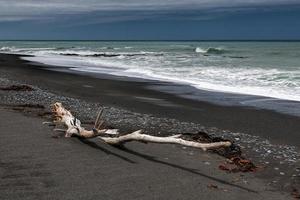 Driftwood on Rarangi Beach photo