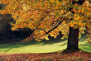 Tulip Tree  in East Grinstead photo