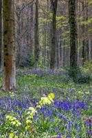 View of the Bluebells emerging in Wepham Wood photo