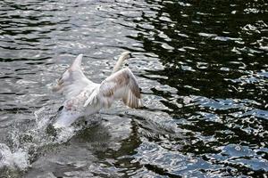 Mute Swan taking off on the River Thames photo