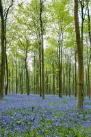 Bluebells in Wepham Woods photo