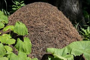 Ant Hill in the forest of the Natural Park of Paneveggio Pale di San Martino in Tonadico, Trentino, Italy photo