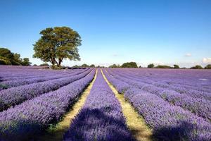 Lavender field in Banstead Surrey photo