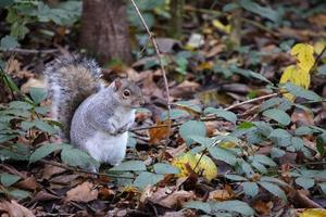 Grey Squirrel among the autumn leaves photo