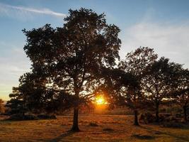 puesta de sol sobre el bosque de ashdown en sussex foto