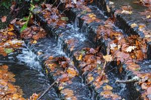 hojas de otoño atrapadas en una pequeña presa en el bosque de ashdown foto