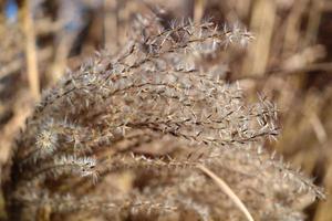 Pampas Grass in full bloom in winter photo