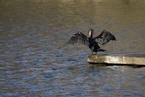 Cormorant with open wings at Cripplegate Lake photo