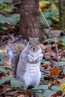 Grey Squirrel among the autumn leaves photo