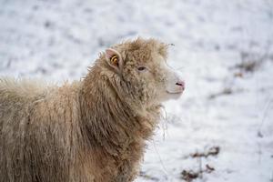 Sheep in the snow in East Grinstead in West Sussex photo