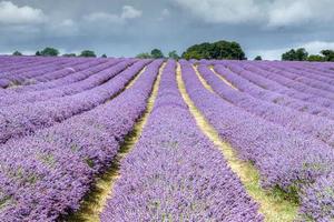 Lavender Field in Banstead Surrey photo