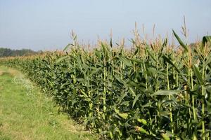 A field full of Maize almost ready to harvest photo