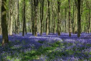 Bluebells in Wepham Wood photo