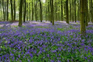 Bluebells in Wepham Woods photo