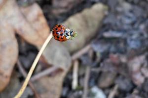 Eyed Ladybird resting on a leaf stem
