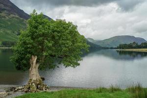 vista de un árbol junto al lago en buttermere foto