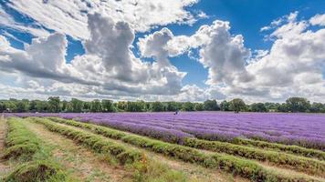 BANSTEAD, SURREY, UK, JULY 22.  Lavender Field in Full Bloom in Banstead Surrey on July 22, 2010. Two unidentified people photo